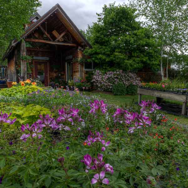 Cabin with flowers East Branch Organics